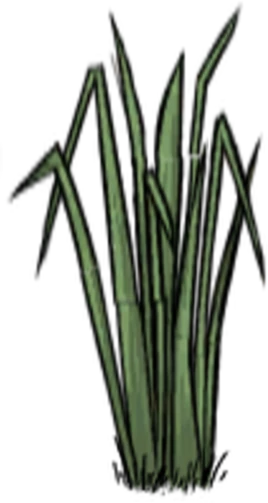 Tall Grass