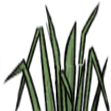Tall Grass Don T Starve Wiki Fandom Grass illustration, ornamental grass lawn, gallery tall grass, branch, grass, twig png.