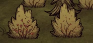 Bushes.png (353キロバイト) A character under the Bush Hat (right) compared to a normal Berry Bush (left).