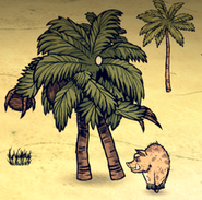 Palm fight