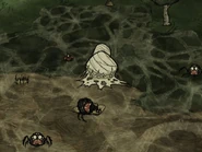 Webber sleeping on Straw Roll.jpg (66 KB) 韋伯睡在蜘蛛巢旁邊