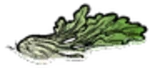 Fennel item on water.png (113 KB)