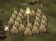 一つだけのPig TorchがBerry Bushに囲まれている。