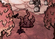 A Spotty Shrub growing in the park.