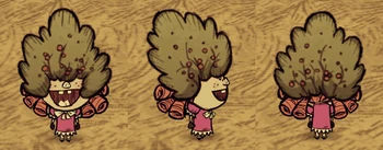 Wilba wearing a Bush Hat.