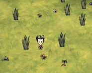 Wilson standing on Meadow Turf.