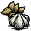 Garlics