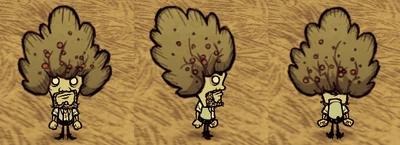 Bush Hat Warly