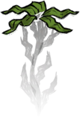 Seaweed Plant