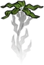 Seaweed Planted