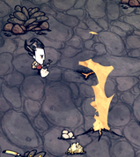 Wilson next to krissure