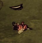 Abeja Asesina muerta.