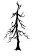 Burnt Evergreen