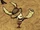 Cuerno de beefalo