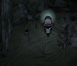 Mandrake Don T Starve Wiki Fandom Mandrake Don T Starve Wiki Fandom