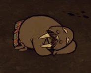 WeeTusk sleeping.