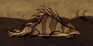 Grass gekko
