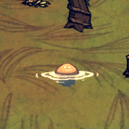 出错在丛林地漂浮的水母