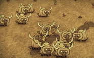 A herd of Beefalo