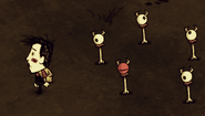 Eye Bones