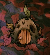 A naturally spawning Mandrake Hill.