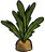 Carrot Plant