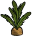 Carrot Plant