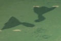 Stink Rays swimming underwater.