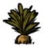 Carrot Planted