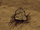 Moon Rock Meteor.png