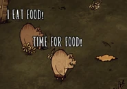 Pigs that are hungry and have spotted food on the ground.