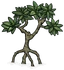 Mangrove Tree