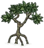 Mangrove Tree