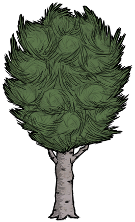 Birchnut Tree