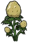 Potato Plant