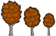Birchnut Trees with orange leaves in autumn.