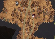 Deciduous Turf as seen on the map