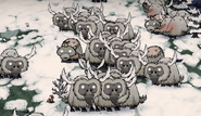 Disguised Wilson among Beefalo in heat.