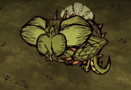 Mosca Dragón consumiendo cenizas.