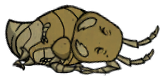Mant Sleeping.png (18 KB) A sleeping Mant.