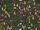 Floresta Tropical