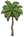 Palm Tree