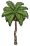 Palm Tree