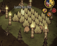 Berry Bushes surrounded by Pig Torches.