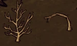 Sapling on the ground normal- wasted.png (24キロバイト) 採取前と後