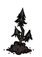 Evergreen Sapling.png (22 KB) An Evergreen sapling produced by planting a Pine Cone.