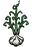Garlic Plant