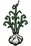 Garlic Plant