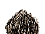 Seeds