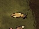Dead rabbit.jpg